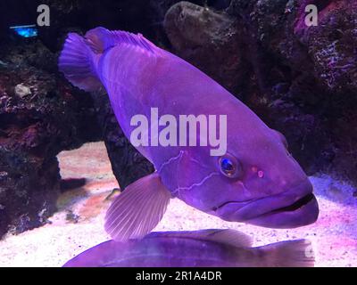 Multi-colored beautiful fish swim in an aquarium or underwater in the ocean on a coral reef. Concept: tourism, marine life, diving. Stock Photo