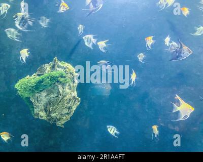 flocks of fish swim under water. multi-colored, yellow angelfish in the aquarium. aquarium fish, next to a large stone in the moss. Stock Photo