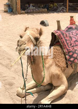A profile of a large beige strong proud camel with a hump with a snout, a face that eats a plant, straw, food sitting on hot yellow sand in the desert Stock Photo