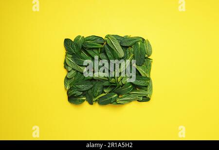 Yellow square frame on flat lay green mint leaves texture top view background. Creative layout in nature concept. Copy space Stock Photo