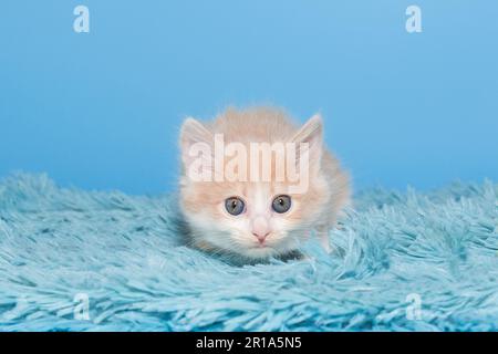 Small red kitten on a blue fur blanket Stock Photo