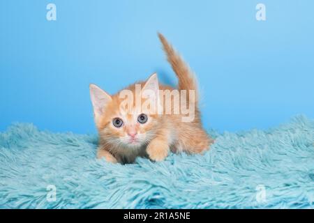 Small red kitten on a blue fur blanket Stock Photo