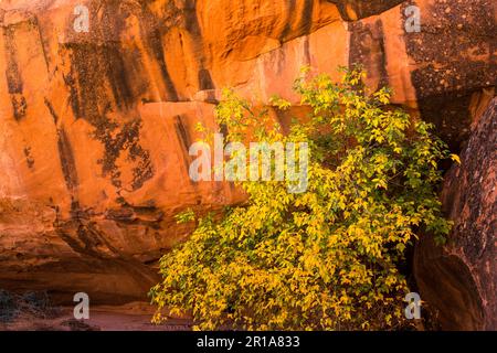 Desert varnish on a sandstone wall in Muley Twist Canyon in Capitol Reef National Park in Utah. Stock Photo
