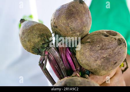Three purple beetroots in the vendor's hand for sale at the street market. Stock Photo