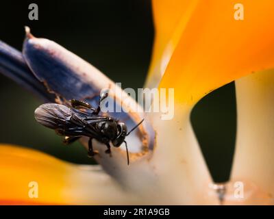 Black orchid bee taking nectar from an orange tropical flower Stock Photo