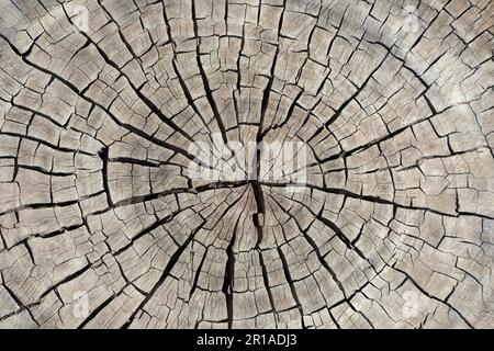 Cut dry tree stump Stock Photo