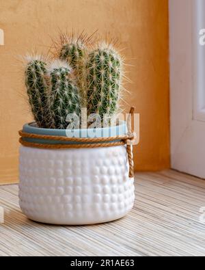 There is a cactus growing on the windowsill in a white ceramic pot. A houseplant and its care. Hobby. Stock Photo