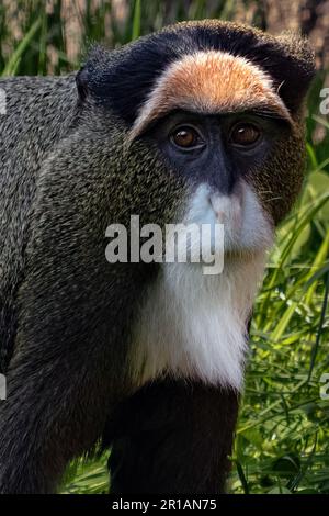 De Brazza's monkey Stock Photo