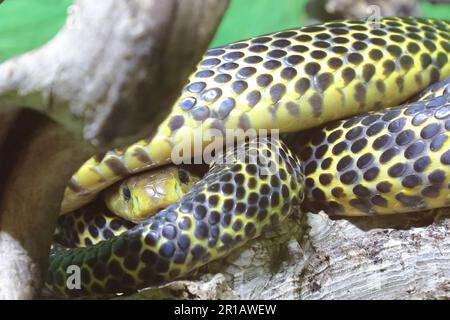 Samar-Kobra / Samar cobra / Naja samarensis Stock Photo - Alamy