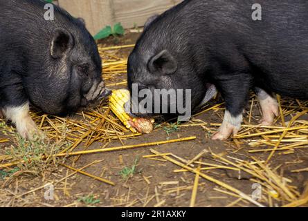 Two potbelly pigs in barnyard sharing corn on the cob, Missouri, USA Stock Photo