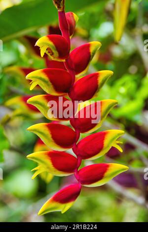 Colorful red and yellow lobster claw heliconia. Stock Photo