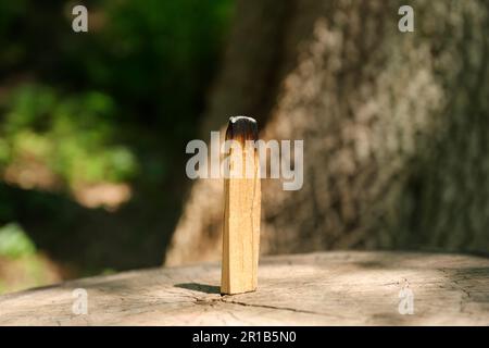 Palo Santo wood known as oily aromatic holy wood sticks smouldering on  plate in home living room cleansing negative energy concept. Bohemian style  Stock Photo - Alamy