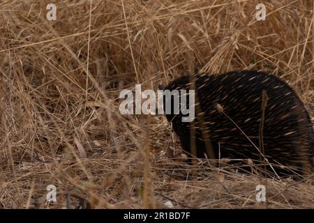 Small but very cute echidna out in the bush Stock Photo