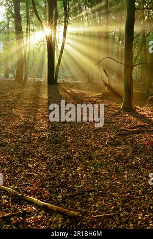 Light-flooded untouched beech forest in the early morning, sun shining through mist, long shadows on the forest floor, Reinhardswald, Hesse, Germany Stock Photo
