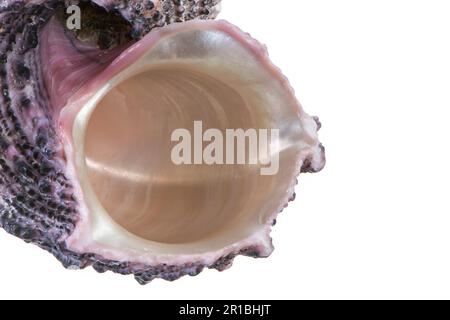 Macro of a seashell isolated on white Stock Photo