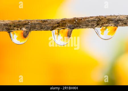 Flower refraction in three raindrops Stock Photo