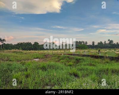 Green grass area to be planted with oil palm seedlings. Stock Photo