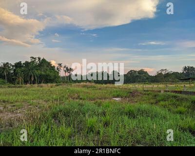 Green grass area to be planted with oil palm seedlings. Stock Photo
