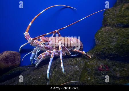 Gilchrist's crayfish (Palinurus gilchristi), aquarium photograph, Cape Town, Western Cape, Western Cape, South Africa Stock Photo
