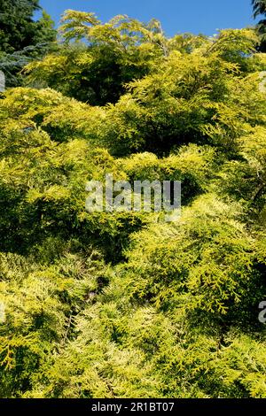 Hinoki Cypress, Habitus, Chamaecyparis obtusa, Golden, Colour, Chamaecyparis 'Tsatsumi Gold' Stock Photo