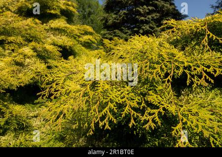 Yellow golden spring foliage Chamaecyparis obtusa in garden Stock Photo