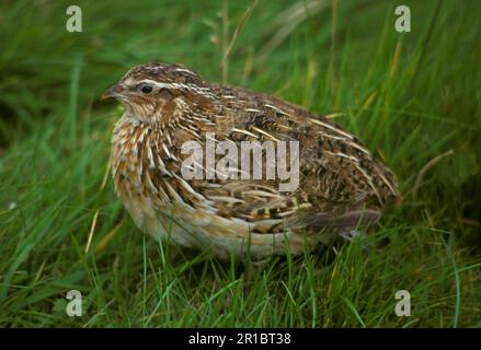 Japanese Quail, Japanese Quail, Japanese Quails, Chicken Birds, Animals, Birds, Quails, Japanese Quail (Coturnis japonica) Male on graze, close-up (S) Stock Photo
