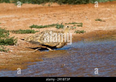 Black-bellied sandgrouse (Pterocles orientalis), adult female, drinking in swimming pool, Aragon, Spain Stock Photo