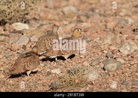 Crowned Sandgrouse (Pterocles coronatus) adult males and female, walking on stony ground in desert, near Erg Chebbi, Morocco Stock Photo