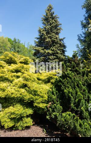 Hinoki Cypress, Chamaecyparis obtusa 'Tsatsumi Gold' and 'Tonia', background Chamaecyparis lawsoniana 'Stewartii' Cultivars, Coniferous, Trees, Garden Stock Photo