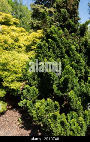 Green, Garden, Cultivar, Hinoki Cypress, Chamaecyparis obtusa 'Tonia' Stock Photo