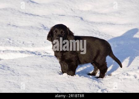 Pedigree dogs, retrievers, domestic dogs, pets, pets, hunting dogs, mammals, animals, Flatcoated retriever puppy on snow Stock Photo