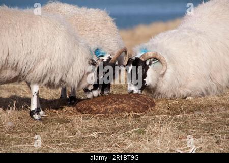 Scottish black faced sheep, Scottish black faced sheep, purebred, pets, ungulates, livestock, cloven hoofed, mammals, animals, Sottish Black faced Stock Photo