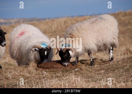 Scottish black face sheep, Scottish black face sheep, purebred, pets, ungulates, livestock, cloven-hoofed, mammals, animals, Scottish black face Stock Photo