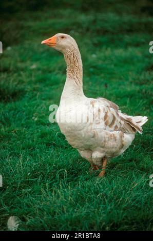 American Buff Goose, American Buff Geese, American Buff Goose, Purebred, Pets, Farm Animals, Poultry, Geese, Goose Birds, Animals, Birds, Domestic Stock Photo