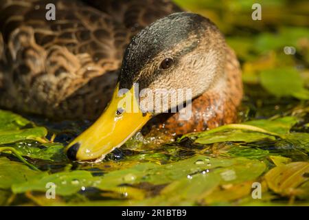 Mallard (Anas platyrhynchos) x domestic duck hybrid, adult male, close-up of head, feeding among the aquatic vegetation at the water's surface Stock Photo