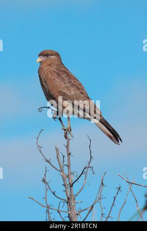 Chimango Caracara (Milvago chimango) adult, perched on stem, Rincon de Cobo, Buenos Aires Province, Argentina Stock Photo