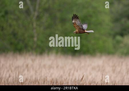 Circus aeroginosus, Marsh Harrier, western marsh-harriers (Circus aeruginosus), birds of prey, animals, birds, Marsh Harrier immature male, in flight Stock Photo