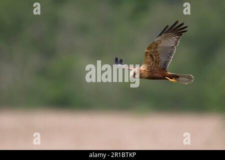 Circus aeroginosus, Marsh Harrier, western marsh-harriers (Circus aeruginosus), birds of prey, animals, birds, Marsh Harrier immature male, in flight Stock Photo