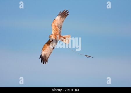 Western marsh-harrier (Circus aeruginosus), subadult male, in flight, carrying nesting material, Minsmere RSPB Reserve, Suffolk, England, United Stock Photo