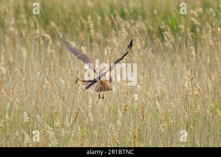 Western western marsh-harrier (Circus aeruginosus), adult female, in flight, hunting over marshland, Minsmere RSPB Reserve, Suffolk, England, United Stock Photo