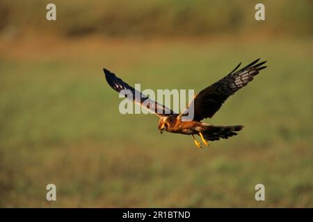 Pallid harrier (Circus macrourus), Pallid Harriers, Birds of Prey, Animals, Birds, Pallid Harrier Immature flying low Stock Photo