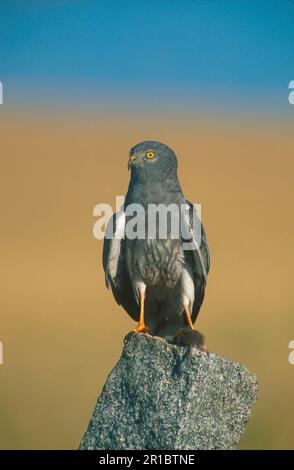 Montagu's Harrier, Montagu's Harriers (Circus pygargus), Birds of prey, Animals, Birds, Montagu's Harrier With vole on perch (S) Stock Photo