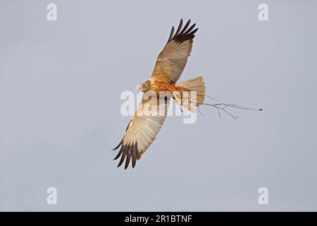 Western Marsh Harrier (Circus aeruginosus) adult male, in flight, carrying nesting material, Sculthorpe Moor Nature Reserve, Wensum Valley, Norfolk Stock Photo