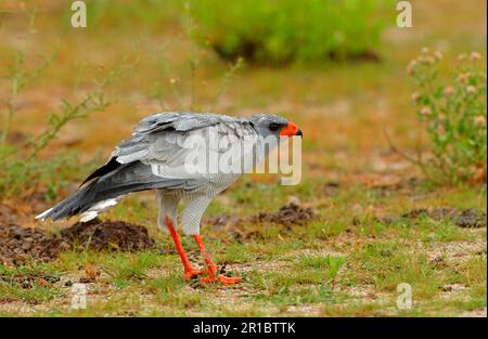 Pale speaking goshawk (Melierax canorus), adult standing in the rain, Etosha, Namibia Stock Photo