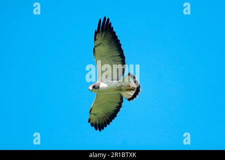 White-tailed Hawk (Buteo albicaudatus) adult, in flight, El Bagual, Formosa, Argentina Stock Photo