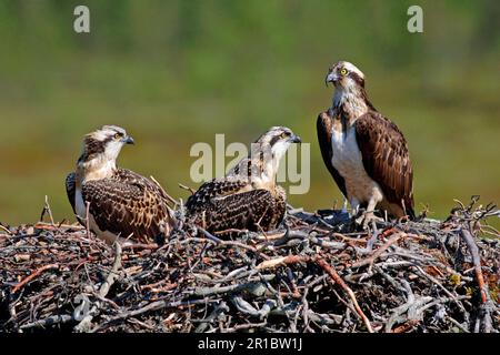 Western osprey (Pandion haliaetus), adult female, in nest with two chicks, Finland, summer Stock Photo