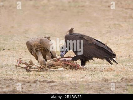 European cinereous vulture (Aegypius monachus) with griffon vulture (Gyps fulvus) feeding on carcass, Extramadura. Spain Stock Photo