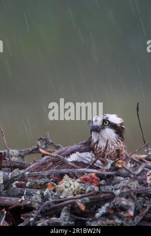 Western osprey (Pandion haliaetus) adult female, sitting on nest in rain, Finland Stock Photo