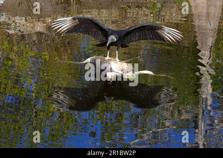 Adult American black vulture (Coragyps atratus) feeding on carcasses of American Alligator (Alligator mississipiensis) floating in water, Everglades Stock Photo