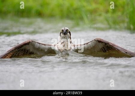 Adult western osprey (Pandion haliaetus), wings open in the water, preparing to release the caught fish, trout farm, Finland, summer Stock Photo